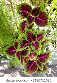 An Ornamental Plant Called Coleus Can Also Be Called A Bush Plant That Can Reach 1.5 M In Height.