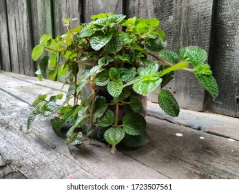 an ornamental plant called "creeping charlie" in a mini pot with a background floor and wooden walls
