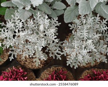 Ornamental plant in the garden with silvery leaves, Dusty miller or Silver ragwort or Jacobaea Maritima leaves known as snow white is a species in the family Asteraceae. - Powered by Shutterstock