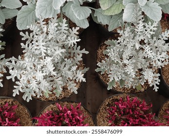 Ornamental plant in the garden with silvery leaves, Dusty miller or Silver ragwort or Jacobaea Maritima leaves known as snow white is a species in the family Asteraceae. - Powered by Shutterstock