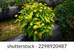 Ornamental plant Melampodium divaricatum (Also called Golden Crownbeard, Cowpen Daisy, golden crown beard) in nature