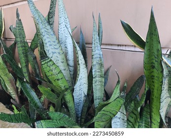 Ornamental plant Mother-in-law's tongue or Sansevieria