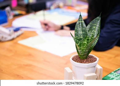 Ornamental plant on the office desk. Snake Plant (Sansevieria trifasciata) decoration on table.