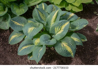 Ornamental plant for shade in landscape design: hosta varieties "dream queen" or "Thunderbolt" herbaceous plant for decoration of ponds, flower beds - Shutterstock ID 2177730153