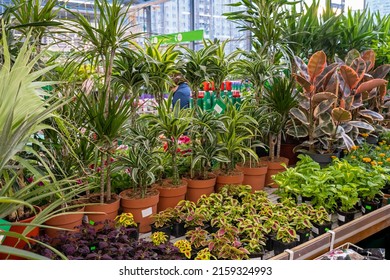 Ornamental plant store. Row of many various colorful plant on shelves display for sale in garden center. - Shutterstock ID 2159324993