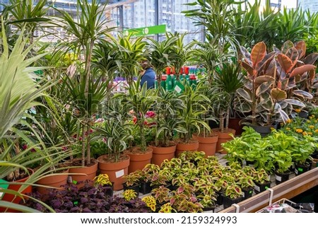 Ornamental plant store. Row of many various colorful plant on shelves display for sale in garden center.