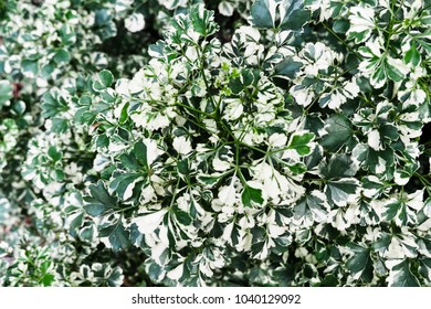 Ornamental plant of tiny leaf texture