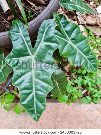 Alocasia Sanderiana ornamental plant in the yard. Also called Keladi Keris, or Kris plant. Alocasia Sanderiana is endemic to the Philippines and this Araceae family plant is highly endangered.