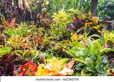 Ornamental Plants