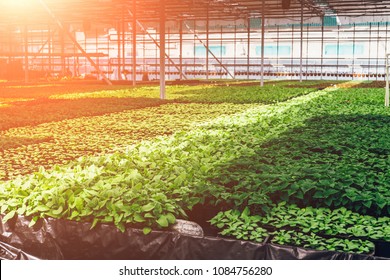 Ornamental Plants And Flowers Grow For Gardening In Modern Hydroponic Greenhouse Nursery Or Glasshouse, Industrial Horticulture, Cultivation Of Seedlings Technology