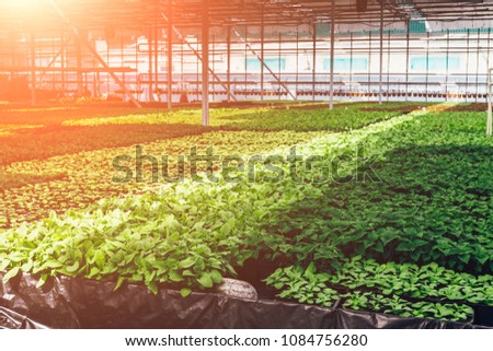 Ornamental plants and flowers grow for gardening in modern hydroponic greenhouse nursery or glasshouse, industrial horticulture, cultivation of seedlings technology