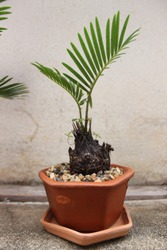 Ornamental Plants Garden Tree Cycas Revoluta Thunb Sago Palm CYCADACEAE Bare Seeds, Dark Brown Stems, Rarely Branching Rough Skin From Leaf Scars Feathered Leaves