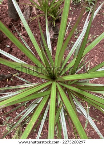 ornamental plants hajuan, This photo was taken on March 11, 2023 in East Jakarta Stock fotó © 