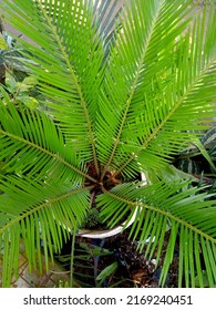 Ornamental Plants - Japanese Sago Palm