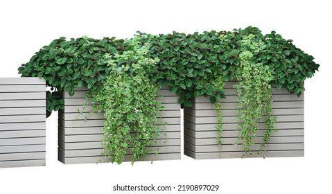 ornamental plants with lush foliage in wooden boxes for landscaping, isolated on a white background