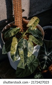 ornamental plants are one of the refreshing elements in the house, green always looks fresh