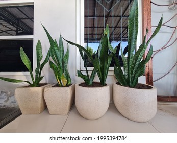ornamental plants Sansevieria or mother-in-law's tongue planted in pots as decoration on the outside terrace