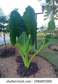 Ornamental Plants In The Supadio Airport Office Yard. Kubu Raya, June 6th 2021.