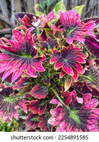 ornamental plants that beautify the yard - Shutterstock ID 2254891585