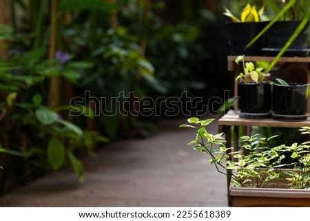 ornamental plants
The trees planted to decorate the house. or building
There is space for text. dark background
