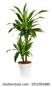 Ornamental potted Dracaena janet craig, Dragon plant or Water Stick Plant with striped green sword-shaped glossy leaves in a side view isolated on white - Shutterstock ID 1921981880