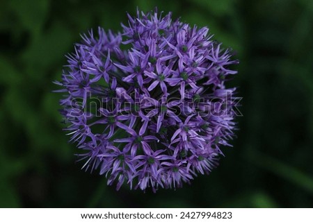 Ornamental Purple Onion flowering in the spring