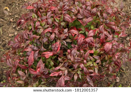 Ornamental shrub. Closeup view of Nandina domestica Fire Power, also known as Heavenly bamboo, beautiful red leaves, growing in the garden. 
