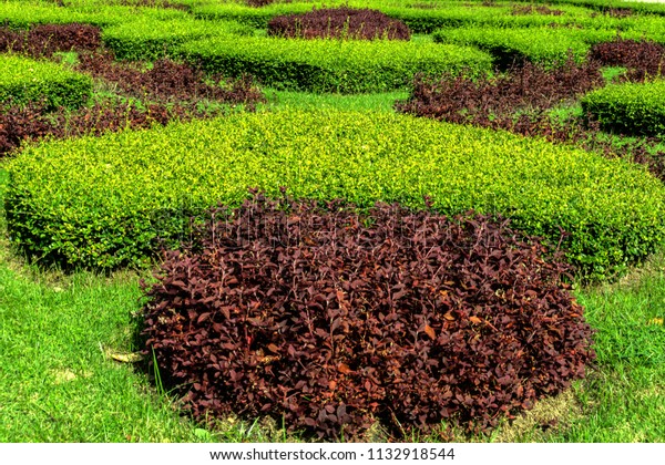 Ornamental Shrubs Green Bushes Outdoors Stock Image Download Now