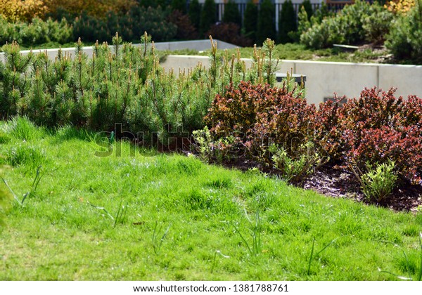 Ornamental shrubs and plants near a residential\
city house