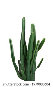 Ornamental spiny plant with dark green succulent stems of  Euphorbia cactus potted plant isolated on white background, clipping path included.	