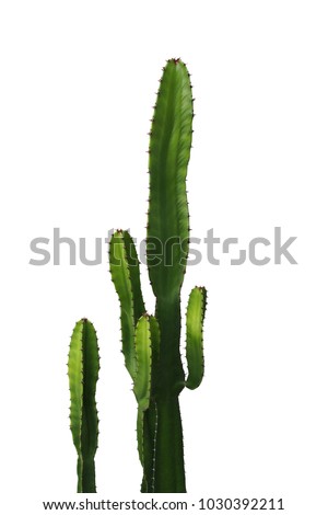 Ornamental spiny plant with green succulent stems of cactus isolated on white background, clipping path included.
