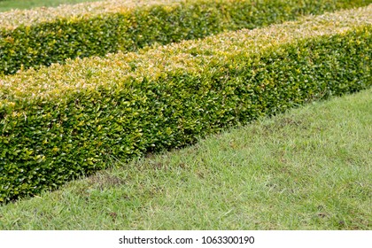 Ornamental Square Cut Box Hedge