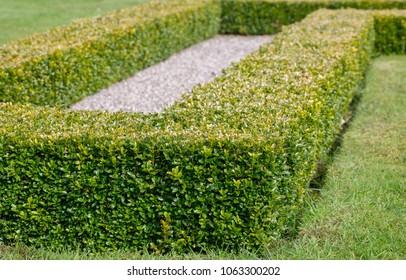 Ornamental Square Cut Box Hedge