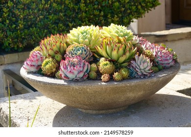 ornamental succulents arranged in a large bowl - Powered by Shutterstock