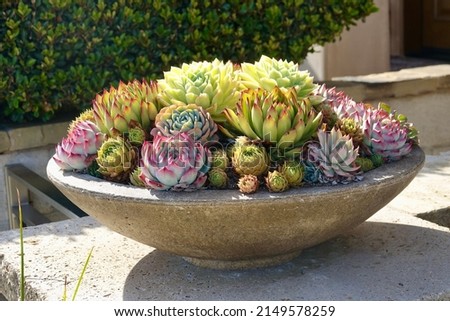 ornamental succulents arranged in a large bowl