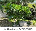 Ornamental tree Fiddle-leaf fig, Banjo fig (lat.- Ficus lyrata) in the Ein Gedi Botanical Garden on the Dead Sea coast