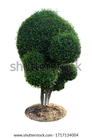 Similar – Image, Stock Photo shingled hair Plant