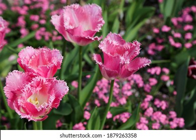 ornamental tulips Fancy Frills background - Shutterstock ID 1879263358