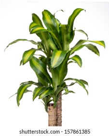 Ornamental Variegated Foliage Of A Yucca Plant Cultivated As A Popular Indoor Or Houseplant With Fresh Green Leaves Striped With Yellow Isolated On White