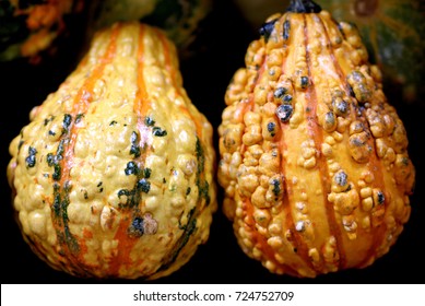 Ornamental Warty Pear Gourd, Cucurbita pepo, small size ornamental pear shaped gourds yellow with orange yellow stripes, isolated warts, ideal for Halloween decorations.