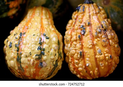 Ornamental Warty Pear Gourd Cucurbita Pepo Stock Photo (Edit Now) 724752709