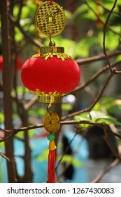 Ornaments are hang on an apricot tree in Saigon. The tree with yellow flowers are symbol for Tet holidays in the Southern Vietnam. While in the Northern, the cherry blossom is lunar new year symbol.
