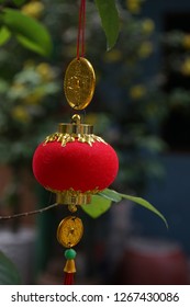 Ornaments are hang on an apricot tree in Saigon. The tree with yellow flowers are symbol for Tet holidays in the Southern Vietnam. While in the Northern, the cherry blossom is lunar new year symbol.