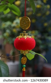 Ornaments are hang on an apricot tree in Saigon. The tree with yellow flowers are symbol for Tet holidays in the Southern Vietnam. While in the Northern, the cherry blossom is lunar new year symbol.