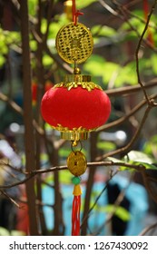 Ornaments are hang on an apricot tree in Saigon. The tree with yellow flowers are symbol for Tet holidays in the Southern Vietnam. While in the Northern, the cherry blossom is lunar new year symbol.