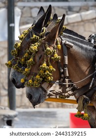 Ornaments on the head of carriage mules at the fair in Málaga