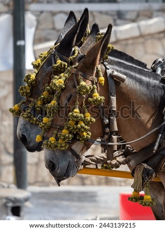 Ornaments on the head of carriage mules at the fair in Málaga