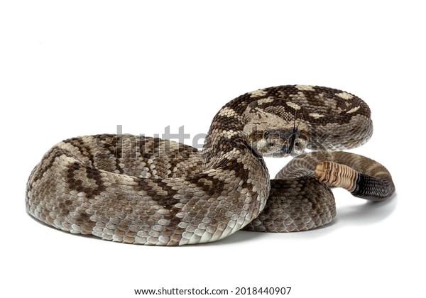 13 Ornate Black Tailed Rattlesnake Images, Stock Photos & Vectors 