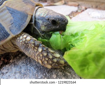 Ornate Box Turtle