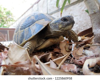 Ornate Box Turtle